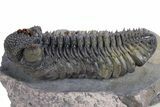 Prone, Spiny Drotops Armatus Trilobite - Top Quality Specimen #359165-3